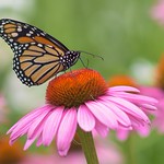 Monarch newly emerged female x 2 days