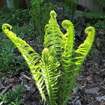 fern