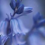 in the blue sonnet..