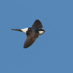 House Martin - Delichon urbicum