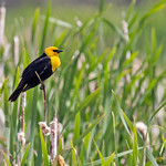 Yellow-headed Blackbird - Alberta, Canada