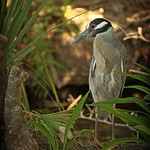 Yellow Crowned Night Heron
