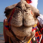 egypt-sharm-el-sheikh-33