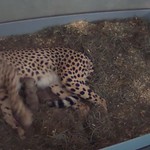 National Zoo Celebrates First Cheetah Births at the Smithsonian Conservation Biology Institute