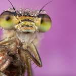 2011 Damselfly Portrait #17