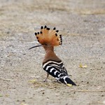 Common Hoopoe