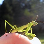 Bonding with Mantises