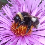 Straddling Desire. Northern White-tailed Bumblebee, Bombus magnus, on Aster novi-belgii, New York Aster, Sonsbeek Park, Arnhem, The Netherlands