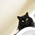 More pounce to the ounce....