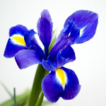 Purple Iris