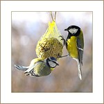 Koexistenz (coexistence)