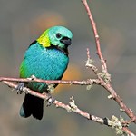 Sa&iacute;ra-sete-cores - Green-headed Tanager - (Tangara seledon)