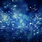 Midsummer Night's Dream