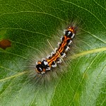 Caterpillar