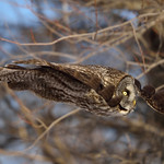 Chouette lapone / Great Gray Owl