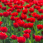 Sea of red and green