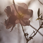 backlit blossom