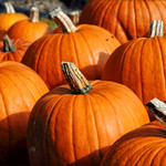 Picked Pumpkins