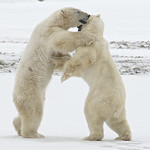 Hold me closer Tiny Dancer