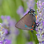 Great Purple Hairstreak (Atlides halesus)