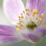 _MG_1152Buschwindroeschen (Anemone nemorosa), Wood anemone