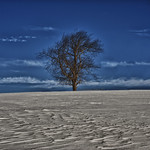 One tree in the middle of Nowhere
