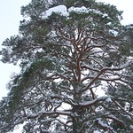 Scots pine