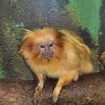Golden Lion Tamarin, Tropical World, Leeds