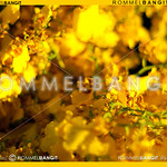 Yellow Flower._RTB7804