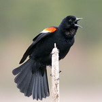 BLACKBIRD SINGING....