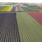 How many hyacinths? 4