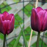 purple tulips 3