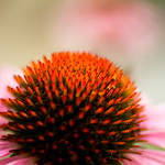 Cone flower