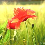 &ldquo;The poppy opens her scarlet purse of dreams.&rdquo;