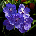 Vanda orchids