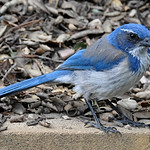 Scrub Jay Looking for Handouts!