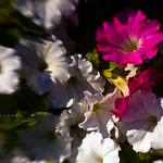 Earth laughs in flowers!