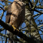 At Home With The Coopers - Mrs. Cooper