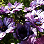 Purple Daisies