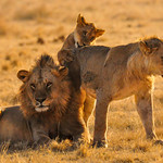 Lion Siblings, Serengeti National Park, Tanzania