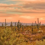 Sonoran Sunset