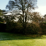 Jack Frost's footprints!