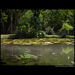 Garden of Enlightenment ...