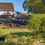 Cows Coming Home In Sangamon County, Illinois