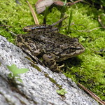 MYLF Frog