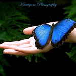 [Explore - FP] O! Butterfly! Butterfly! ஏன் விரித்தாய் சிறகை...எனையும்தான் உன்னைப் போலே...படைத்தானே இறைவன் எனும் ஓர் தலைவன்...