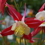 columbine
