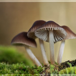 Los 4 Fant&aacute;sticos