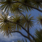 cabbage trees