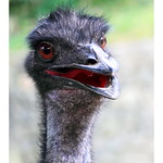 Ostrich
